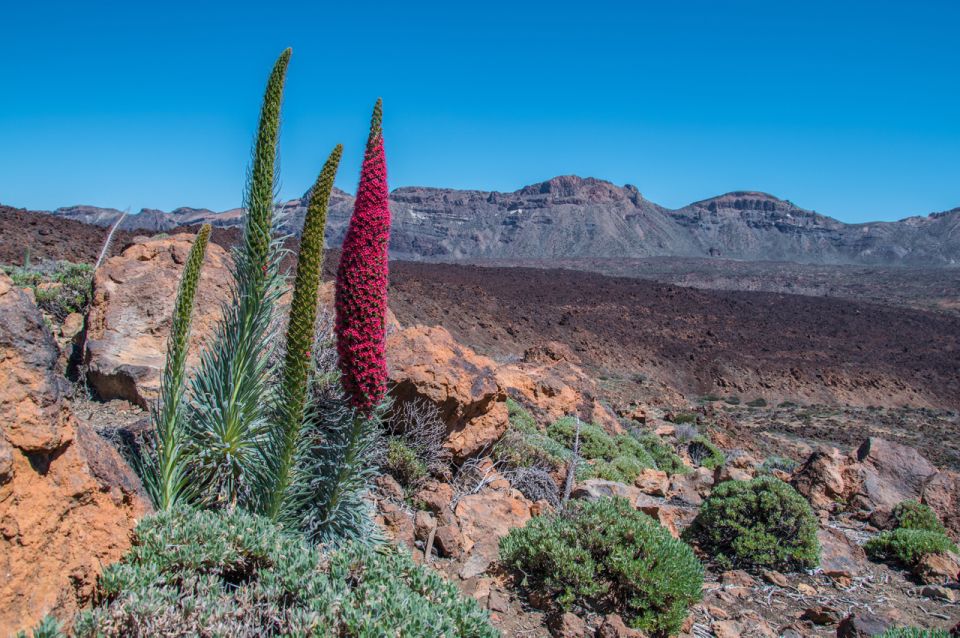 Cactus Teide – NATYAL