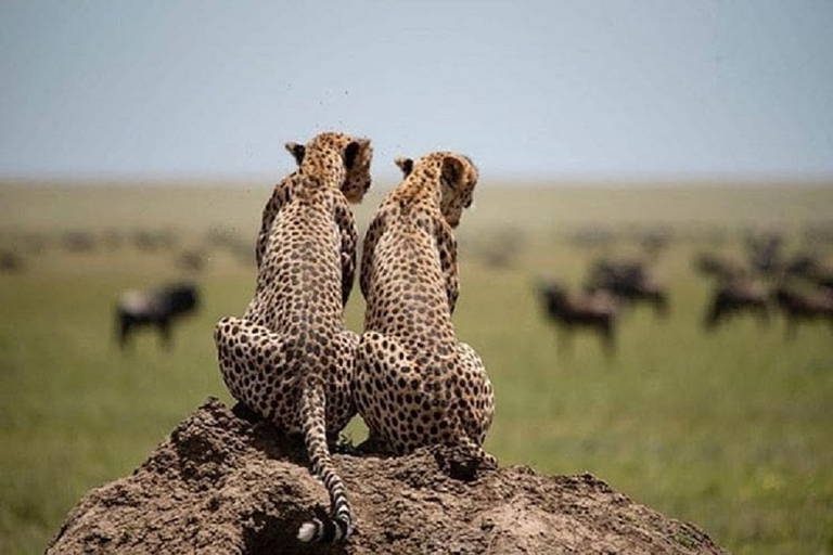 Serengeti and Ngorongoro: 2-Night 3-Day Camping Safari Group Tour with Lodge Accommodation