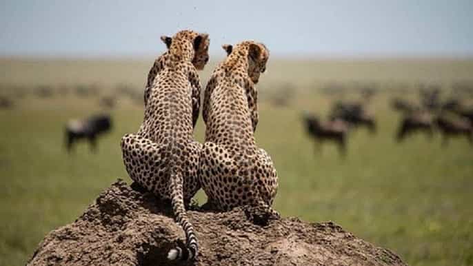 serengeti and ngorongoro 2night 3day camping safari