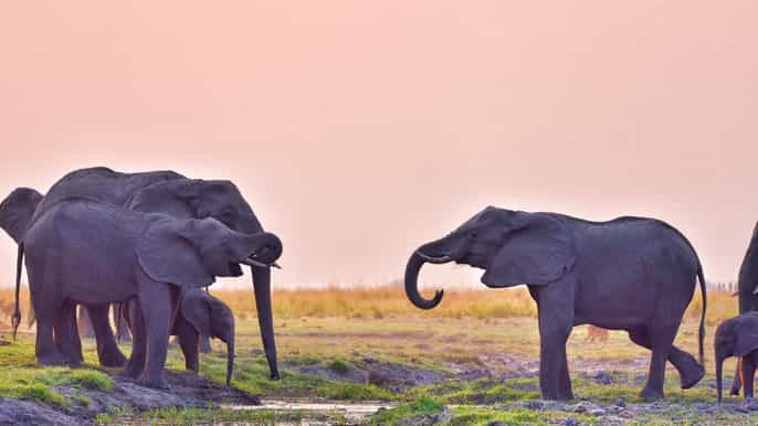 chobe national park game drive lunch and cruise day trip