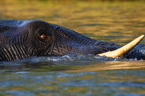 Parque Nacional Chobe: safari, almuerzo y excursión de un día en crucero