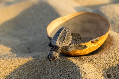 Puerto Escondido: wypuszczenie małego żółwia morskiego