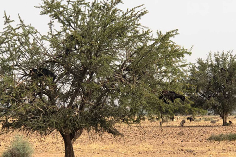 Desde Agadir: tour de 2 días por el desierto del Sahara a Zagora