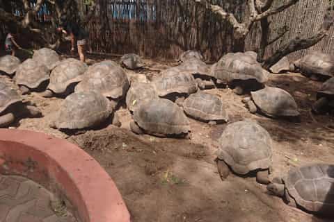 From Stone Town: Private Tour to Prison Island