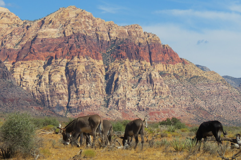 Las Vegas: Red Rock Canyon i Seven Magic Mountains Trip