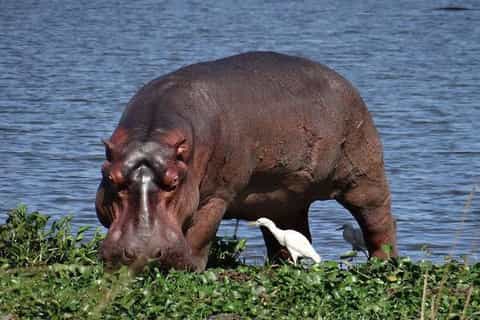 Queen Elizabeth: 4-Hour Game Drive & Optional Boat Cruise