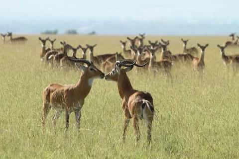 Murchison Falls: 4-Hour Game Drive with Optional Boat Cruise