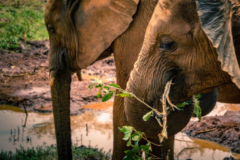 David Sheldrick Wildlife Trust & Giraffe Center with Lunch