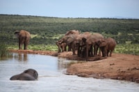 Full-Day All Inclusive Safari with Traditional Braai Lunch - Housity