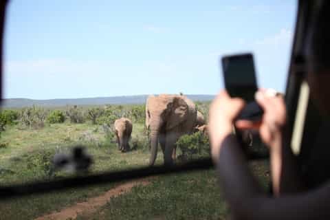 Full-Day Safari with Traditional Braai'd Lunch