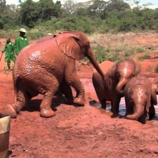 Nairobi: Parco nazionale, Santuario degli elefanti e Centro delle giraffe