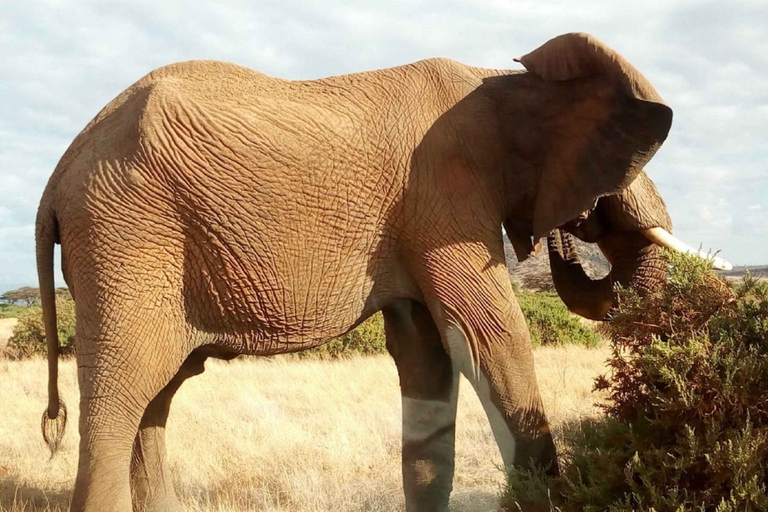 Nairóbi: Parque Nacional, Santuário de Elefantes e Centro de GirafasParque Nacional, girafas e passeio de elefante bebê - sem taxas