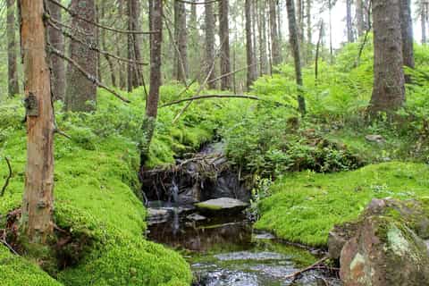 from oslo nordmarka forest 6.5 hour guided walk