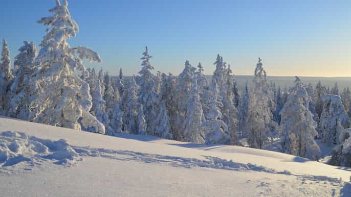 rovaniemi wilderness tour