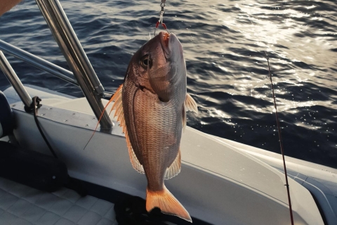 Split: Half-Day Fishing Tour to Drvenik and Solta Island