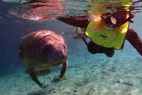 Crystal River: Private Manatee Cruise