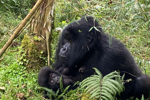 Rwanda 2-day Gorilla Trekking & Dian Fossey Tomb Visit