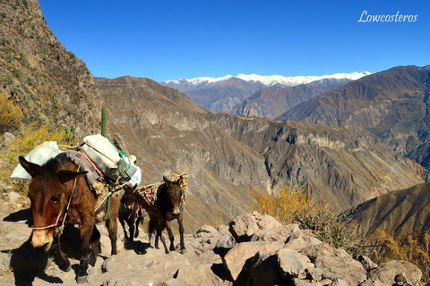 Caminhada de 2 dias e 1 noite / Canyon do Colca