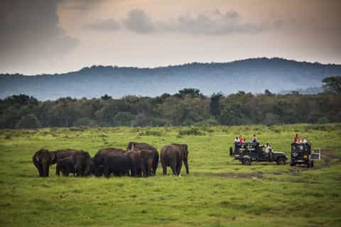 Galle/Unawatuna/Mirissa: Udawalawe Safari with Lunch