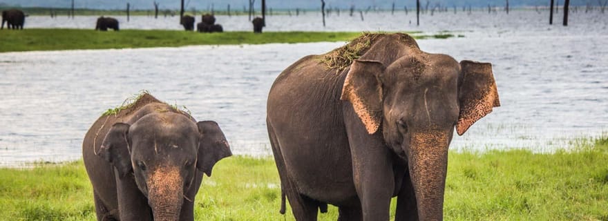 Galle/Unawatuna/Mirissa : Udawalawe Safari