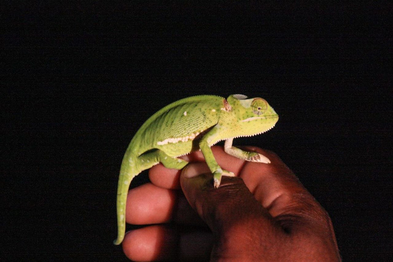 Au départ de Sainte-Lucie : safari nocturne dans le parc de la zone humide d'iSimangaliso