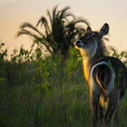 From St Lucia Isimangaliso Wetland Park Night Drive Safari Getyourguide