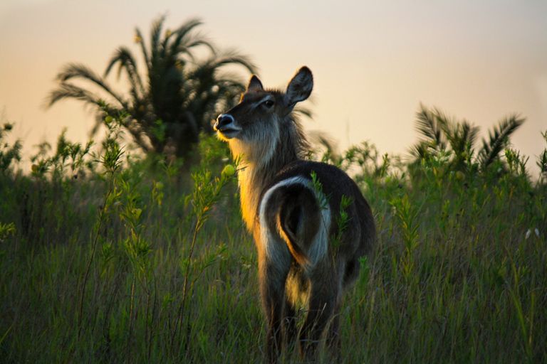 Från St Lucia: iSimangaliso Wetland Park Night Drive Safari