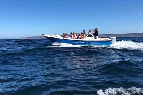 Sesimbra: Dolphin Watching in Arrábida Natural Park