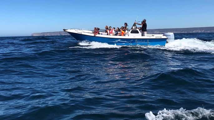 dolphin watching in arrábida natural park