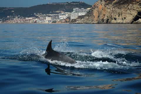 Sesimbra: Dolphin Watching in Arrábida Natural Park