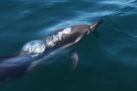 Sesimbra: Dolphin Watching in Arrábida Natural Park