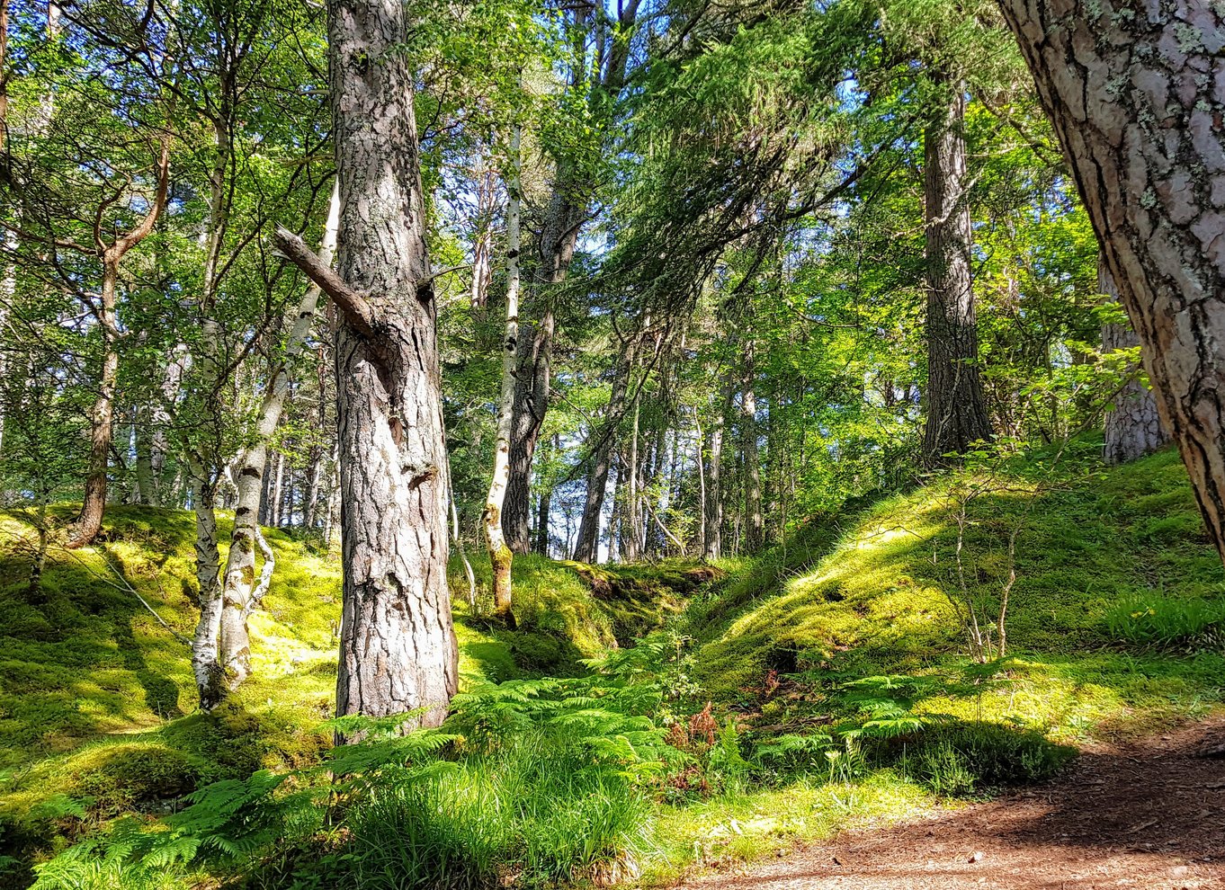 Inverness: Privat hemmelig vandretur til bredden af Loch Ness