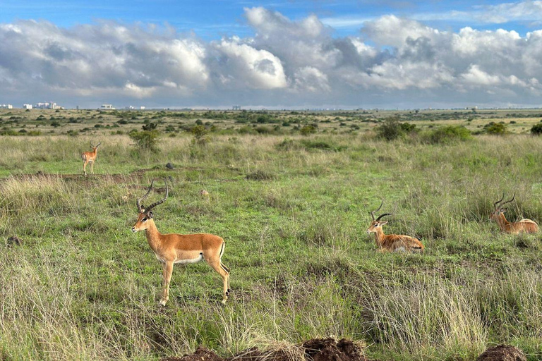 Nairobi National Park: Early Morning or afternoon adventure Early morning game drive in a Landcruiser JEEP