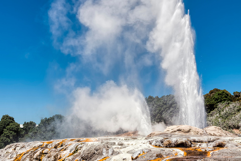 Tour em pequenos grupos de Auckland a Rotorua e itens extras de atividadesExcursão a Rotorua com caminhada pelas sequoias e entrada no Polynesian Spa