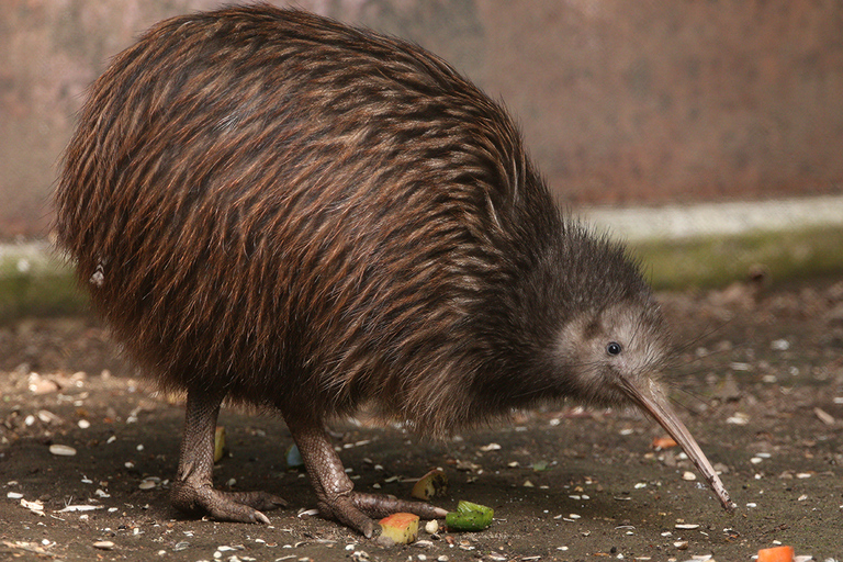 Vanuit Auckland: Rotorua hoogtepunten groepstour