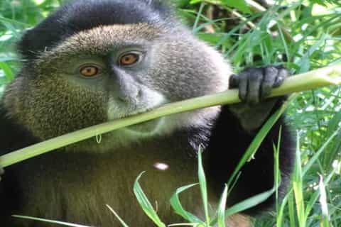 Rwanda: 6-Day Gorilla and Golden Monkey Tracking, Big 5 Tour