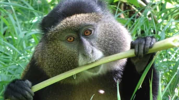 from kigali 8day gorillas chimps big 5 big cats safari