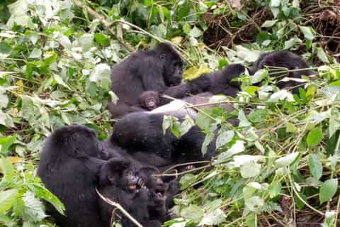 Ruanda: tour di gorilla, scimpanzé, Big 5 e Big Cats di 7 giorni