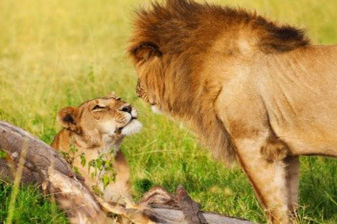 From Nairobi: 8-Day Mara, Nakuru, Naivasha & Amboseli Safari
