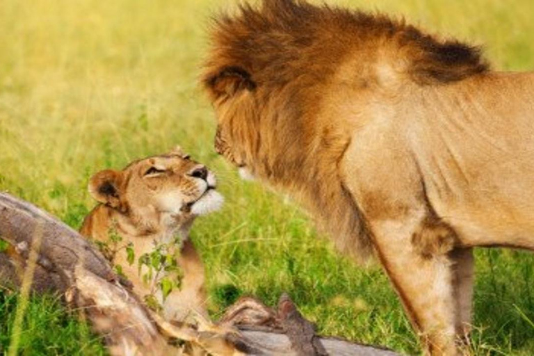 From Nairobi: 8-Day Mara, Nakuru, Naivasha & Amboseli Safari