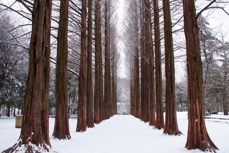 Seoul: Private Customizable Tour to Nami Island and More