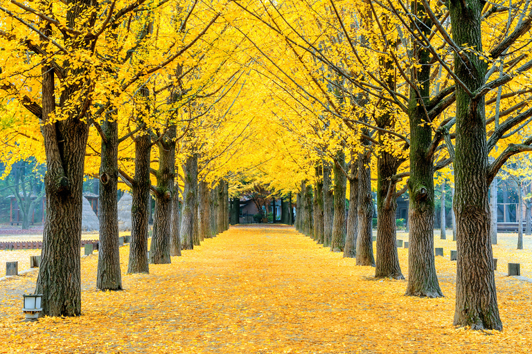 Seoul: privé aanpasbare tour naar Nami Island en meer