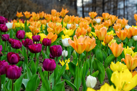 Seoul: privé aanpasbare tour naar Nami Island en meer