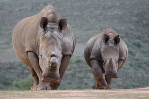 Mossel Bay: Sunset Game Drive at Indalu Game Reserve