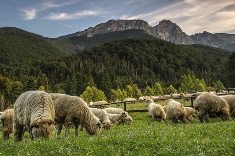 Krakow: Zakopane och Thermal Springs Tour med hotellupphämtning