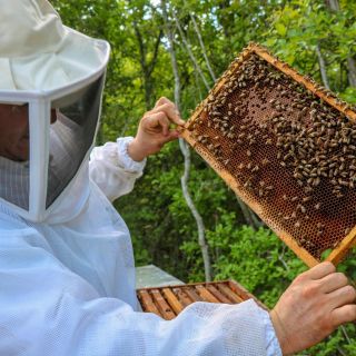 Da Merida: tour ecologico in miele e cocco