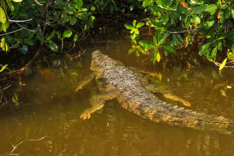 from mérida cancunito las coloradas and crocodiles tour