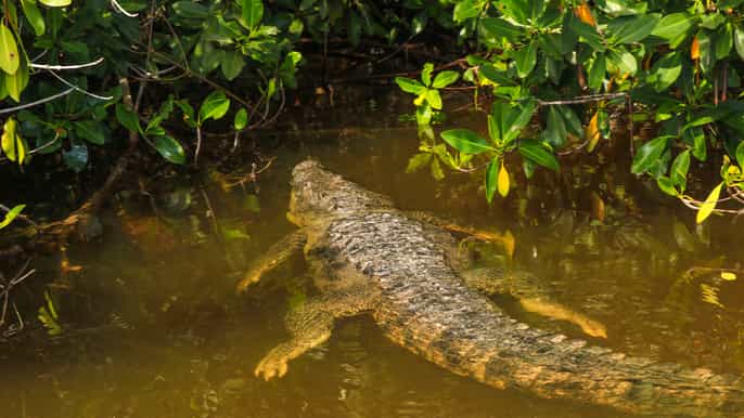 from mérida cancunito las coloradas and crocodiles tour