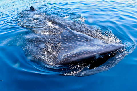 Cancun, Riviera Maya : nage avec requins-baleines et déjeunerPrise en charge à Tulum