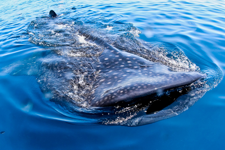 Cancún y Riviera Maya: nado con tiburones ballena y almuerzoRecogida en Tulum